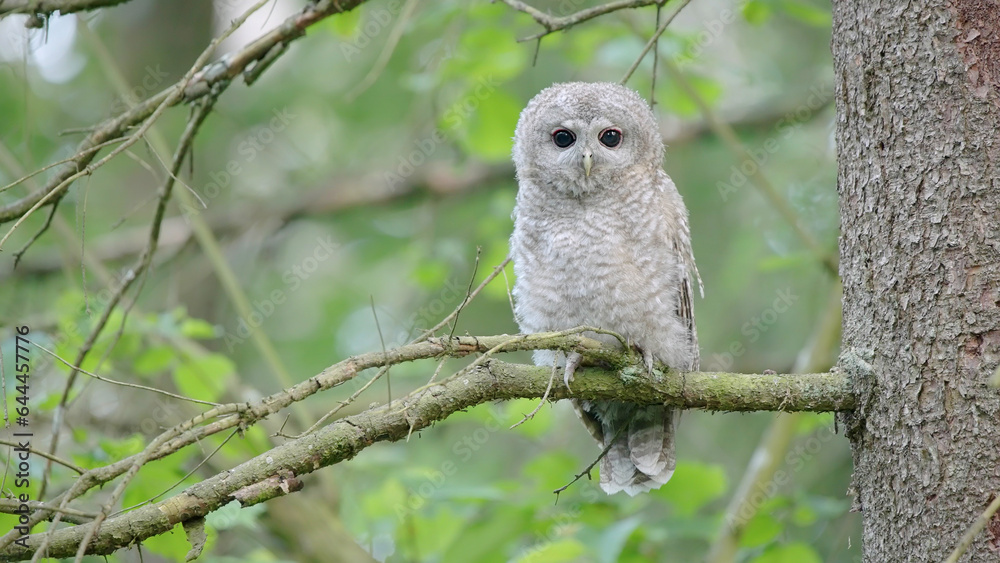 Tawny owl or brown owl young bird on a tree in forest Strix aluco Tawny owl or brown owl young bird on a tree in forest Strix aluco