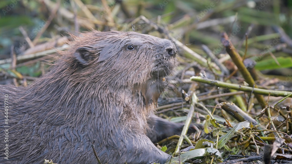 Eurasian beaver wild animal Castor fiber Eurasian beaver wild animal Castor fiber