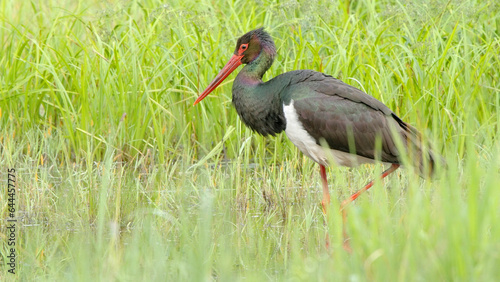 Black stork adult bird in spring marsh Ciconia nigra 