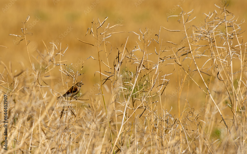 Fototapeta premium paysage avec un oiseau dans son élément, la nature sauvage