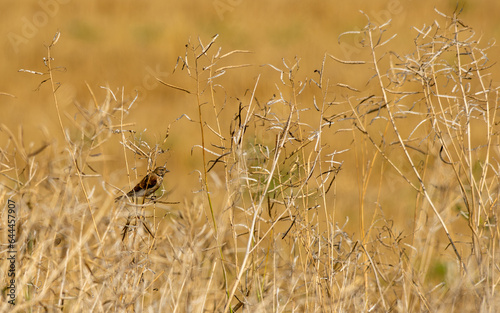 paysage avec un oiseau dans son élément, la nature sauvage