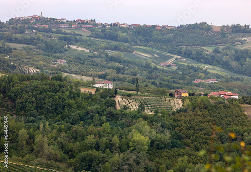 Groves of hazelnuts in the area of Albaretto della Torre in Piedmont, Italy