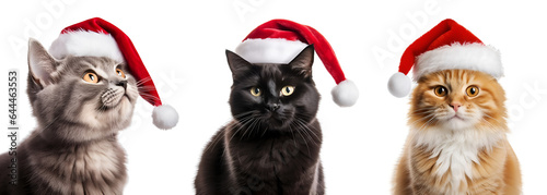 set of cats with santa claus hat, christmas cat  isolated on transparent background - Generative AI