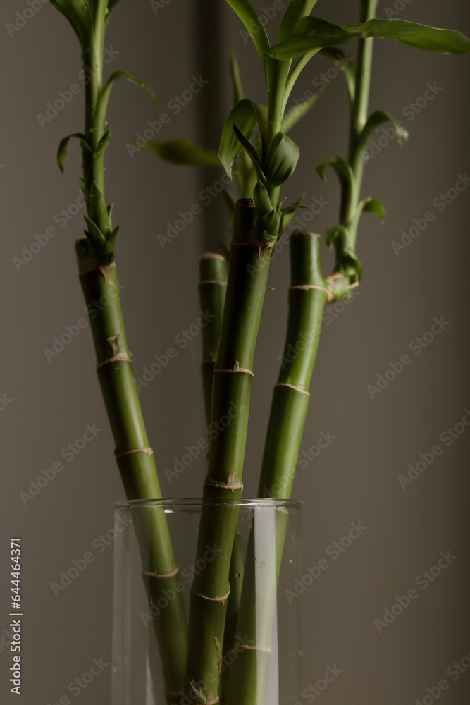 Fototapeta premium bamboo plant with gray background