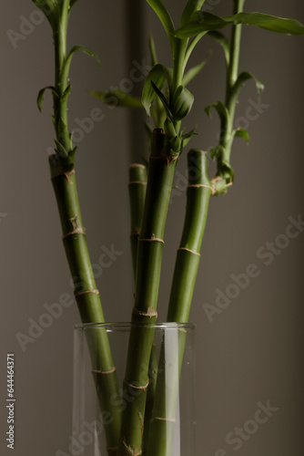Fototapeta Naklejka Na Ścianę i Meble -  bamboo plant with gray background