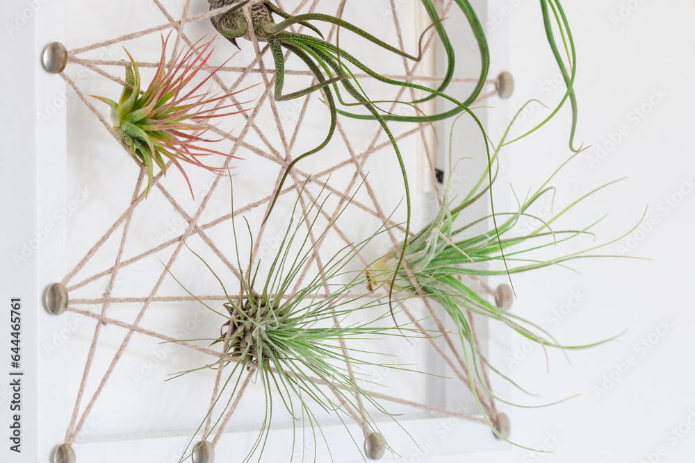 Tillandsia air plant home decore Tillandsia air plant home decore