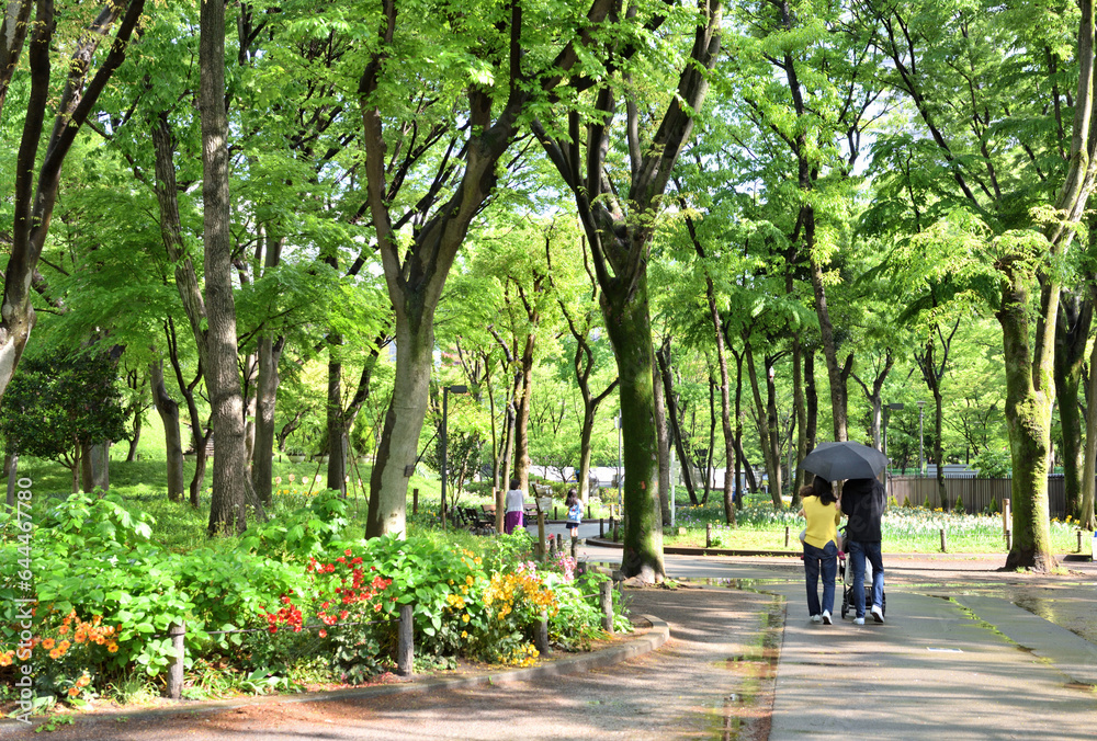 雨の中新緑が鮮やかな公園を散歩する人