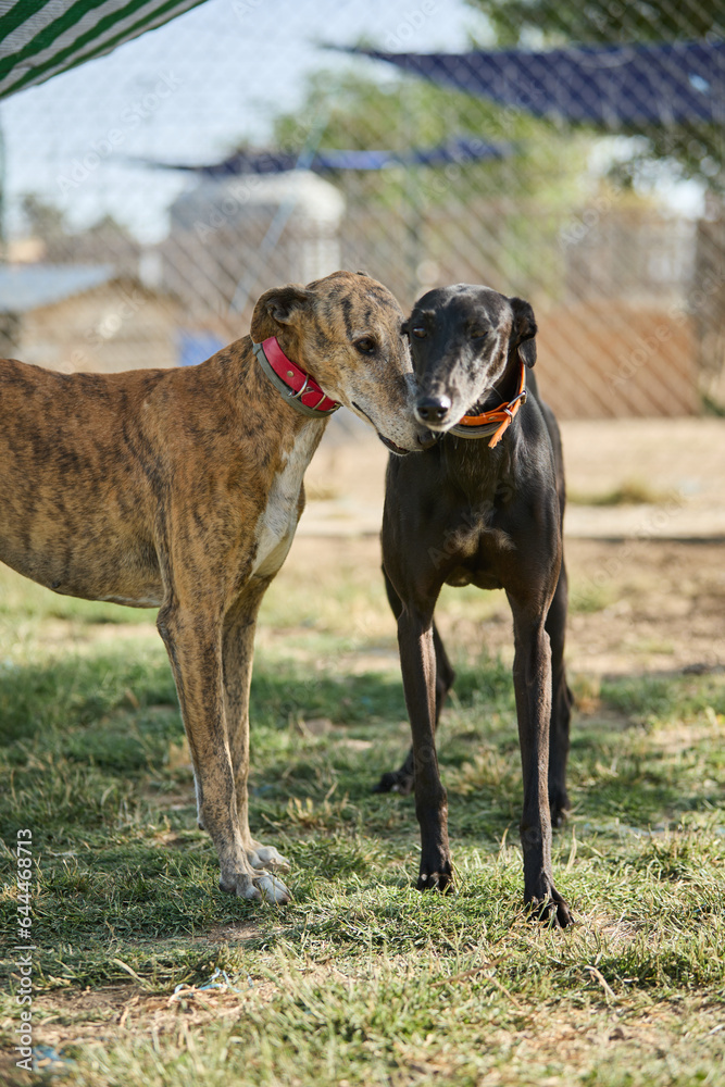 portrait of a dog in a shelter waiting for adoption