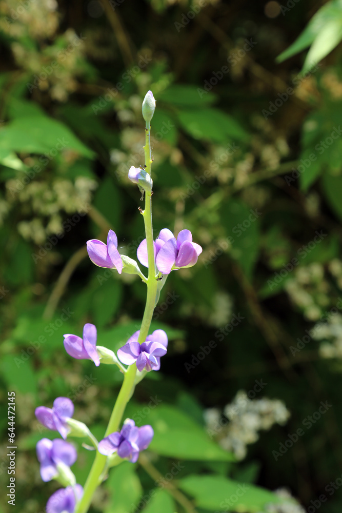 Closeup of Dwarf Blue False Indigo blooms, Devon England
Closeup of Dwarf Blue False Indigo blooms, Devon England