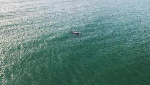 Aerial view of southern right whale (Eubalaena australis) surfacing off Struisbaai about four kilometres from Cape Agulhas, the southernmost point of the African continent, Western Cape, South Africa photo