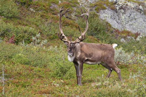 wild reindeer