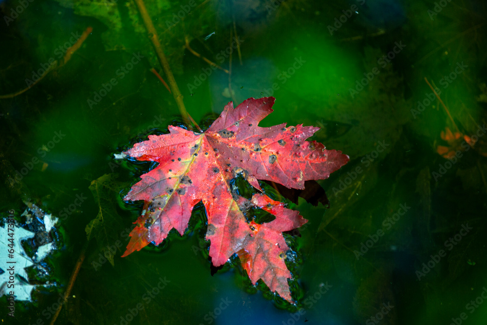 Maple leaf sitting atop water in a Canadian marsh. Maple leaf sitting atop water in a Canadian marsh.