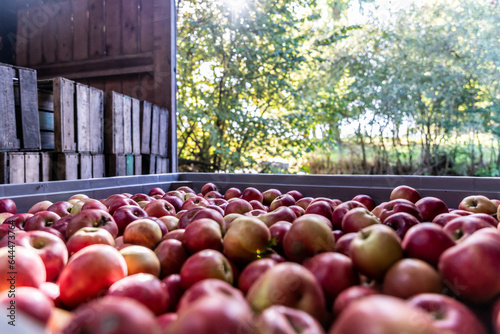 Récolte de pommes de manière artisanale dans un verger biologique