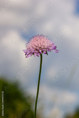 Close-up of a pink colored field scabious Knautia arvensis blooming on a green meadow