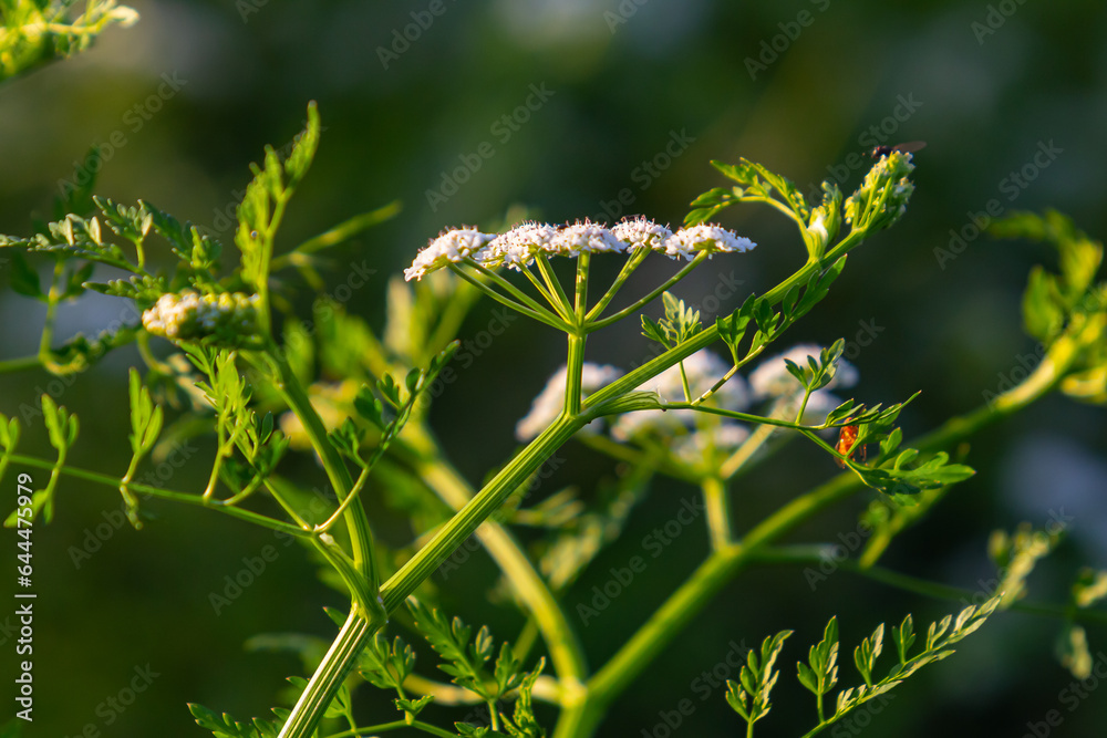 Conium maculatum, colloquially known as hemlock, poison hemlock or wild hemlock, is a highly poisonous biennial herbaceous flowering plant in the carrot family Apiaceae