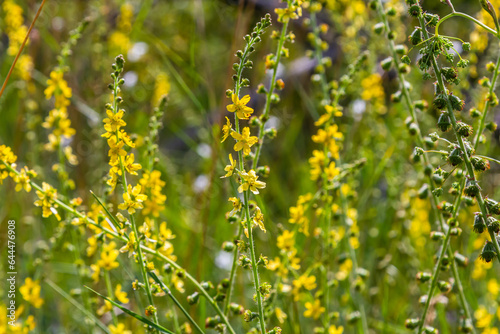 Summer in the wild among wild grasses is blooming agrimonia eupatoria