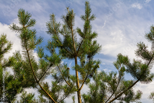 Pine branches on a spring day against the background of the sky with clouds photo