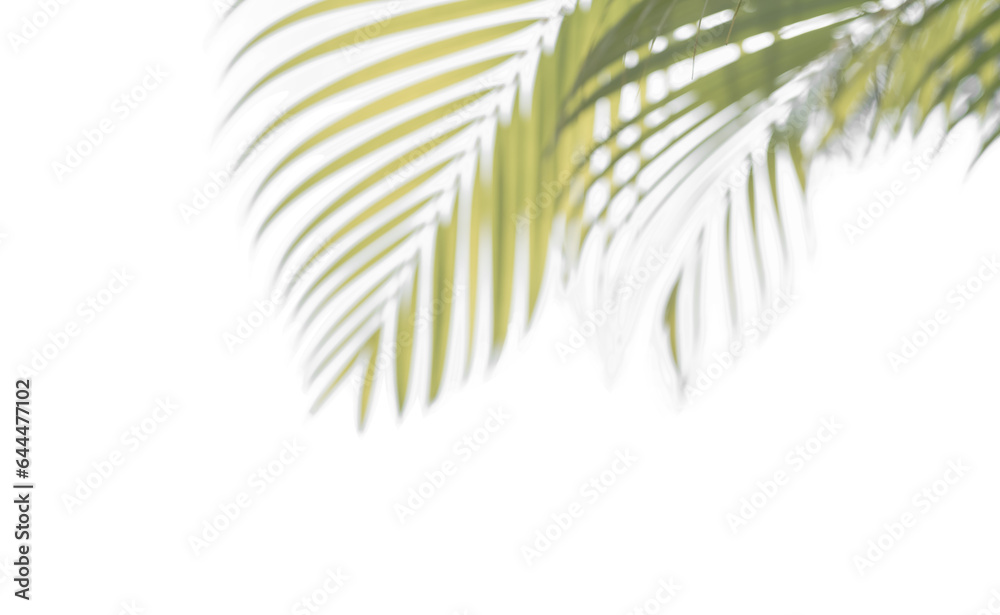 Fototapeta premium palm tree isolated on white background