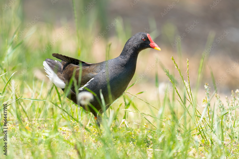 Close-up of a sitting / standing common moorhen with green backgorund Close-up of a sitting / standing common moorhen with green backgorund