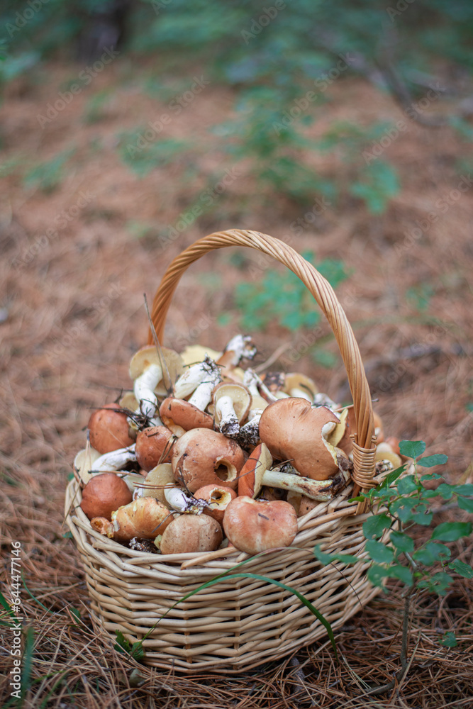 large fresh porcini mushrooms and forest herbs in a wicker basket large fresh porcini mushrooms and forest herbs in a wicker basket