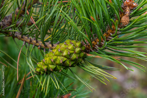 Closeup on pine branch with male and female cone