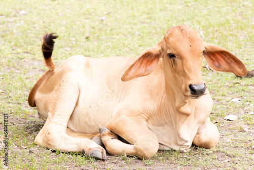 Brown cow lying down on green grass background