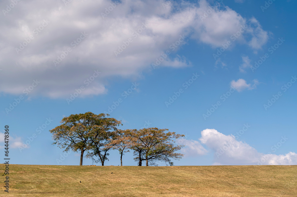 Alone Tree of lush grass field on hill with cityscape landscape in park Seoul city, South Korea Alone Tree of lush grass field on hill with cityscape landscape in park Seoul city, South Korea