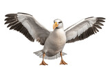 Albatross Isolated on a Transparent Background PNG. Generative Ai
