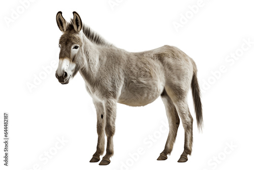 Grey Donkey Isolated on a Transparent Background PNG. Generative Ai