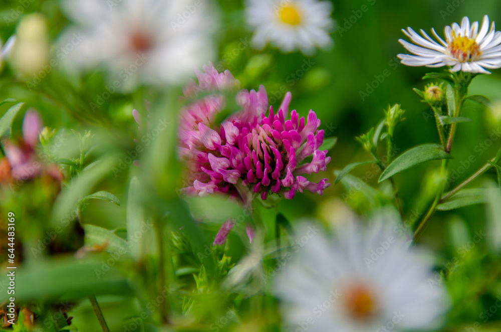 Beautiful wildflowers. Clover and daisies. Summer landscape. Beautiful wildflowers. Clover and daisies. Summer landscape.