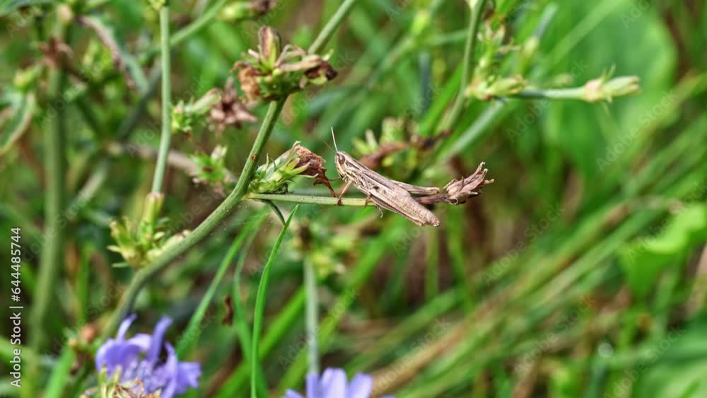 grasshopper on grass. Static close up shot grasshopper on grass. Static close up shot