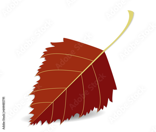 Autumn red leaf, detailed, closeup, birch leaf isolated on white or transparent background with shadow