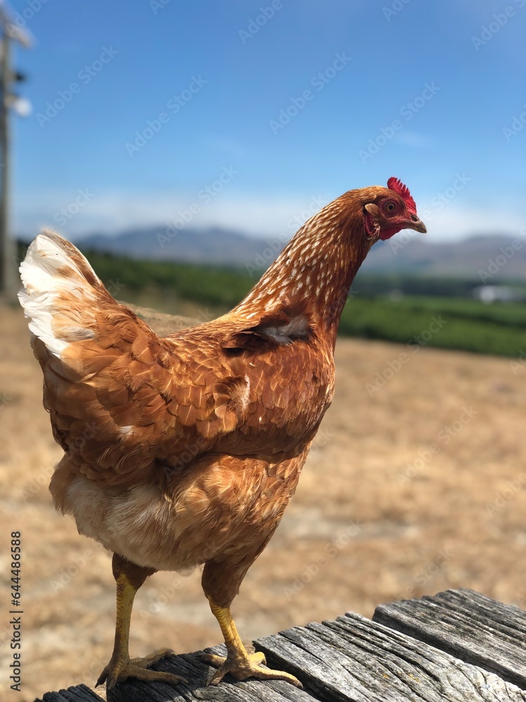 Chicken in a vineyard, New Zealand