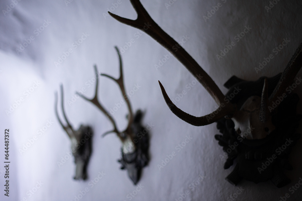 Obraz premium deer horns on the wall in medieval castle