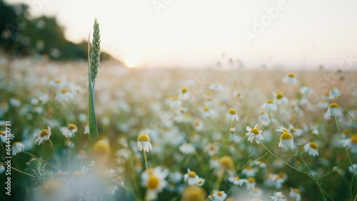 Daisy floral field with white daisies at sunset. Chamomile meadow in summer. Beautiful flowers, natural wildflowers. Camera moving through chamomiles. Medicinal, curative herbs and plants concept.