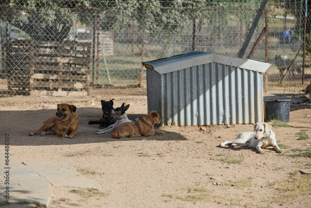 Fototapeta premium portrait of a dog in a shelter waiting for adoption