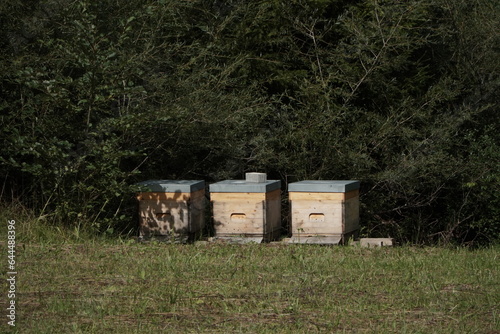 Three wooden beehives on the edge of the clearing under the bushes
