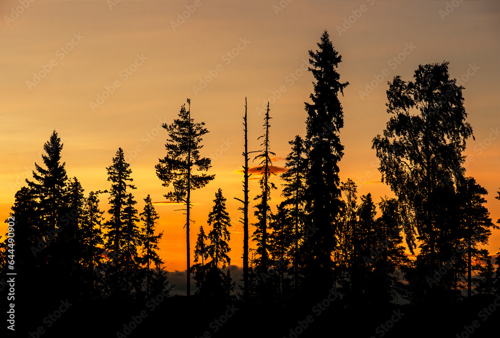 Conifer forest on beautiful orange evening sky