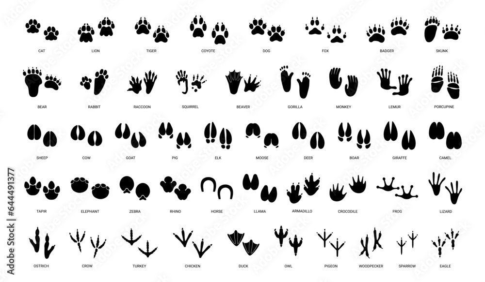 Fototapeta premium Animals paw prints. Cartoon mammal footprints, black bird foot. Wild animal feet silhouette. Foot paws track tiger, cat and dog trace. Pets trails. Vector set