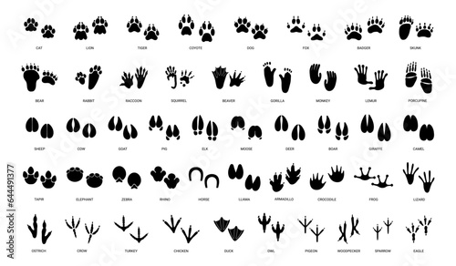 Animals paw prints. Cartoon mammal footprints, black bird foot. Wild animal feet silhouette. Foot paws track tiger, cat and dog trace. Pets trails. Vector set