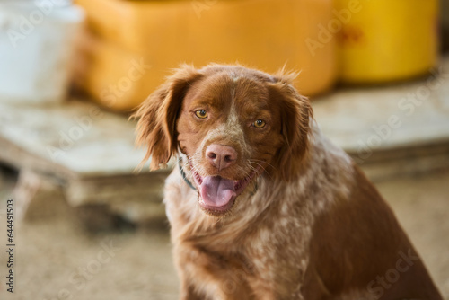 portrait of a dog in a shelter waiting for adoption