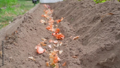 Wallpaper Mural The dry peel of onions is covered in the soil when potatoes are planted. The process of planting a root crop in the garden Torontodigital.ca