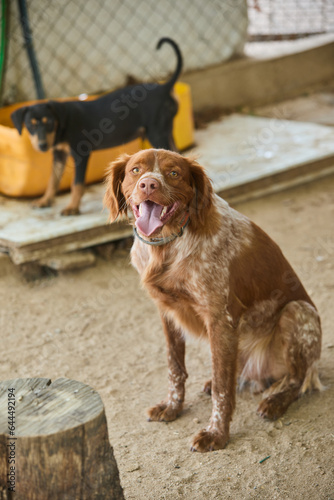 portrait of a dog in a shelter waiting for adoption