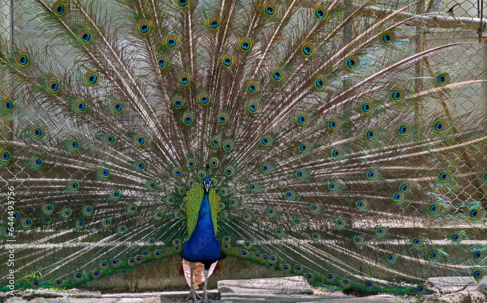 Naklejka premium Male Indian peacock or Pavo cristatus walks around the farmyard, Sofia, Bulgaria