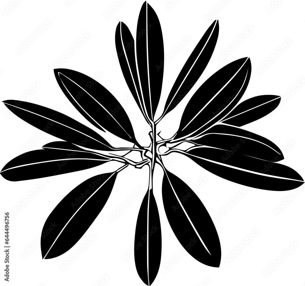 Buxaceae plant icon