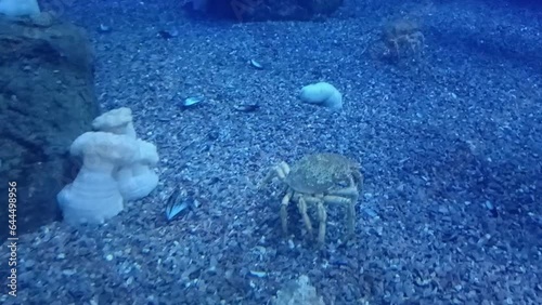 A crab is walking on the bottom of the sea