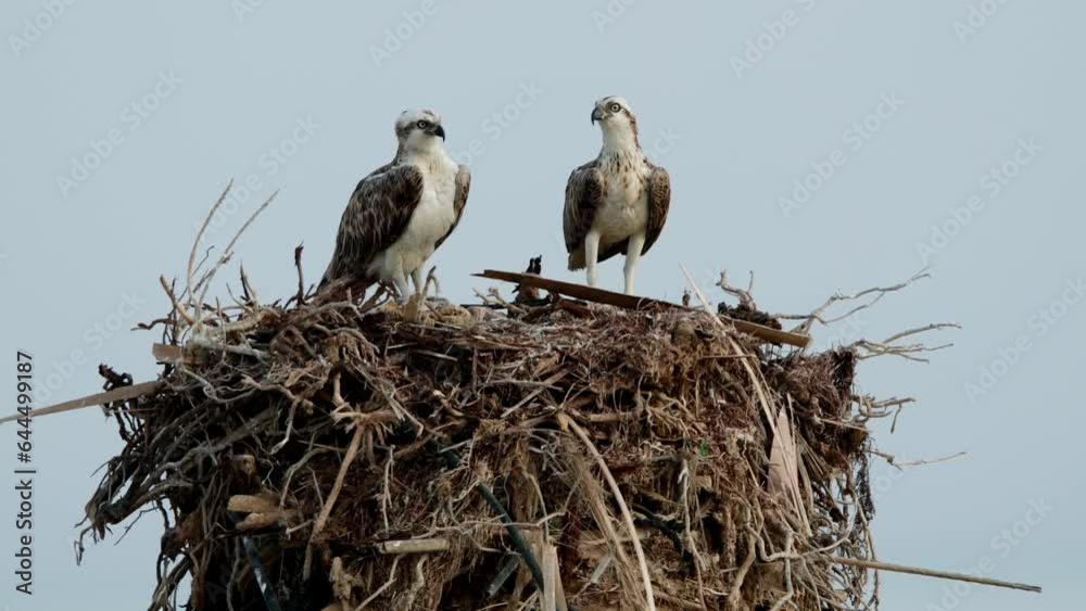 A pair of Osprey perched on nest at Hawar island Bahrain
