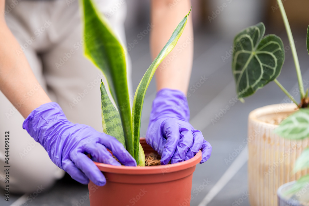 Applying a fertilizer on the potted Dracaena trifasciata plant Applying a fertilizer on the potted Dracaena trifasciata plant