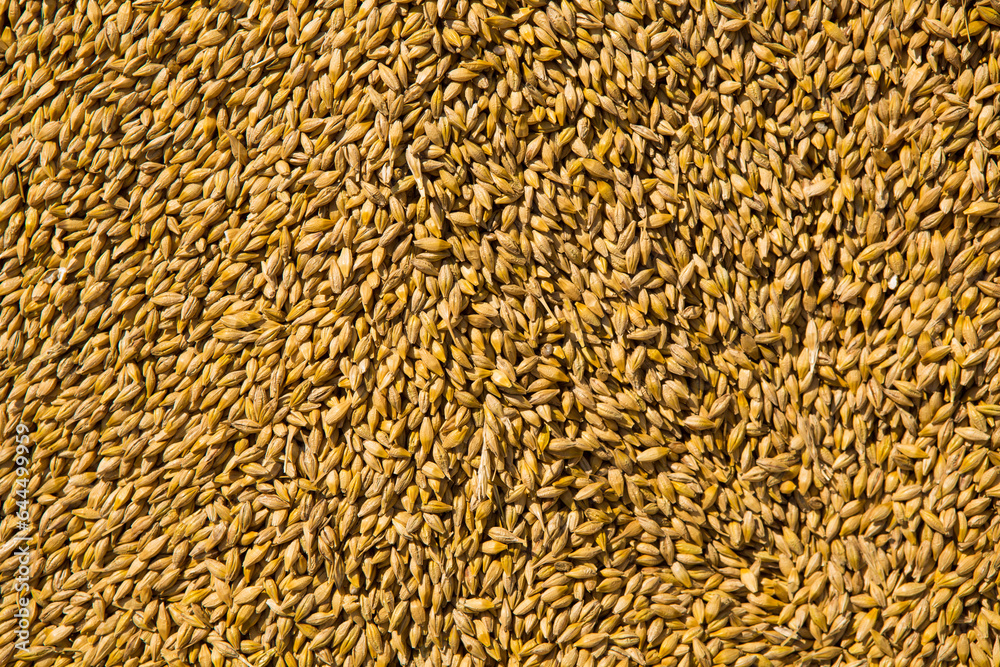 Wheat grains as agricultural background. Wheat grains as agricultural background.