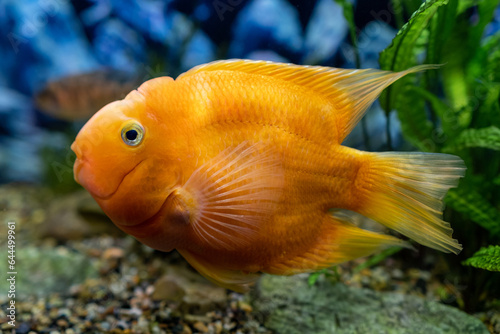 Orange parrot fish in the aquarium. Red Parrot Cichlid. Aquarium fish